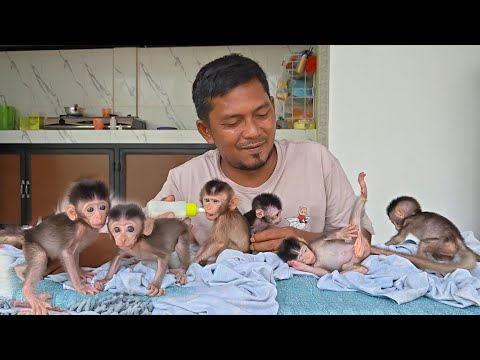 No one cried or screamed, these four baby monkeys were happy, healthy and well cared for.