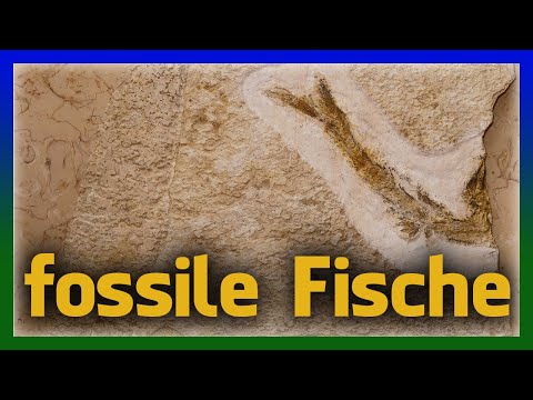 Versteinerungen finden im Altmühltal - Fossilien im Besuchersteinbruch