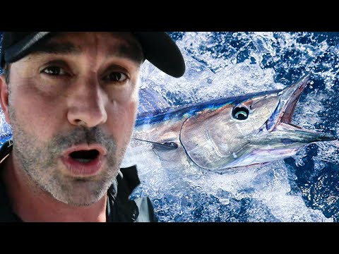 LE POISSON LE PLUS DANGEREUX DE LA PLANÈTE ?  - Cyril Chauquet