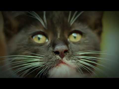 Cat video! Cute cat are playing!! 😅🐈