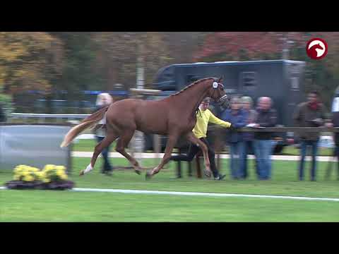 Verden Stallion Licensing and Stallion Sales 2021 - Dressage Stallions