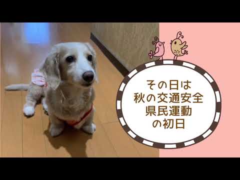 ワンワンU・x・Uお悩み相談室7️⃣6️⃣〜敦賀市「芽依ちゃん」#反射材の日 #秋は夕暮れが早くなるからお出かけ時には反射材をつけてね✨🍁