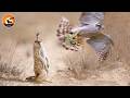 The Fastest Attack Moments Of The Sky S Deadliest Hunters Wild Animals