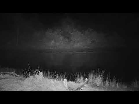 Djuma: Small Antelope heard going in water running from Hyenas-goes under - 03:21 - 06/15/21