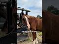 They Need Us For Our Poop Horse Equestrian Horses Poop Funny Shorts Trending Fun Trend