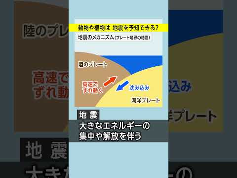 雨は果樹にどのような影響を与えますか?効果的に雨を防ぐことができるでしょうか?  庭園