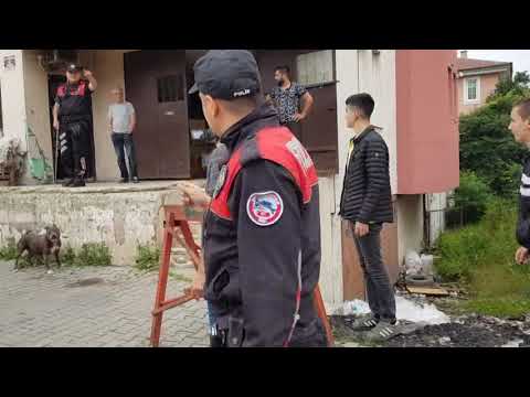 POLİS, PİTBULL HIRSIZLARINI KOVALADI