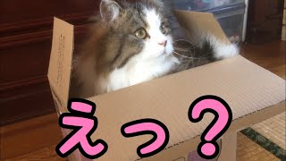 Boombox cat ラジカセ猫
