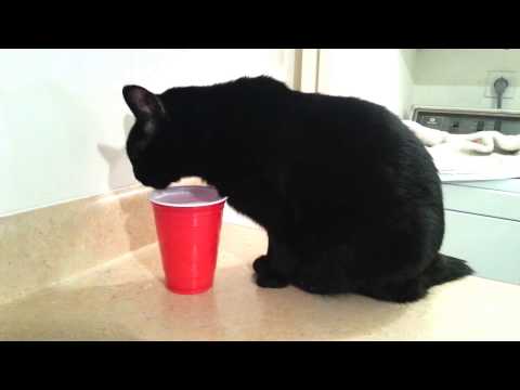 Jabber's cat "Ajax" drinking from her solo cup
