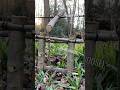 Testing a Windlass Spring Snare Trap! (Small/Medium Game) 🪤 #bushcraft #survivalskills #traps
