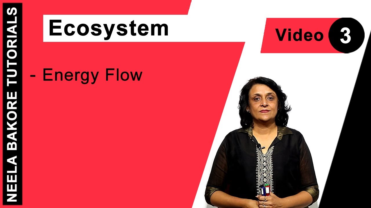 Biology For NEET & AIIMS | Ecosystem - Energy Flow