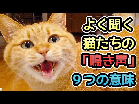 猫の鳴き声 - 11の猫の鳴き声とその意味