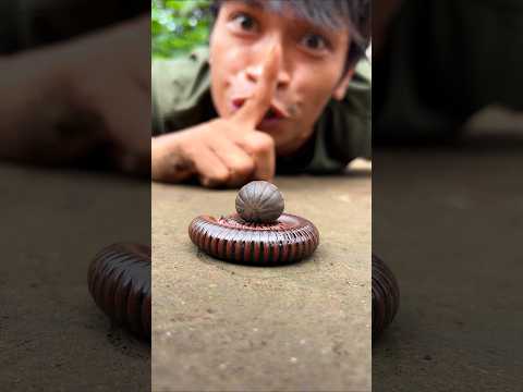 Don't make a sound, cute millipede and cute pill millipede are sleeping soundly #shorts