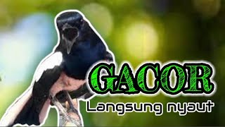 Download lagu PANCINGAN KACER GACOR NGEPLONG MEMANCING KACER APASAJA SUPAYA BUNYI GACOR DIPAGI HARI mp3 Download lagu PANCINGAN KACER GACOR NGEPLONG MEMANCING KACER APASAJA SUPAYA BUNYI GACOR DIPAGI HARI mp3
