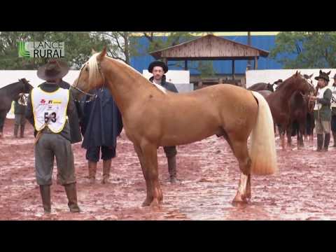 Campo Grande/MS - Etapa Morfológica (Machos) - Classificatória ao Freio de Ouro 2019