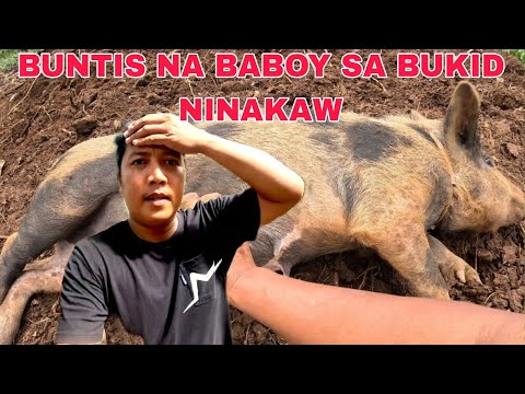 BUNTIS NA BABOY SA BUKID NINAKAW....Nagkakawalaan na naman baboy ng kapitbahay kinuha