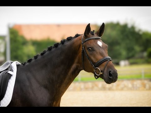5 jähriger Wallach von Fürstenball