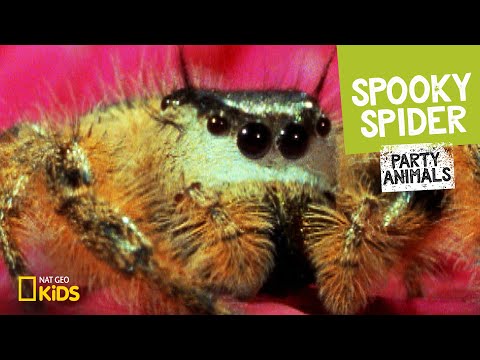 download lagu mp3 mp4 Spooky Spider, download lagu Spooky Spider gratis, unduh video klip Spooky Spider
