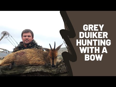 Grey Duiker Bowhunting on Foot