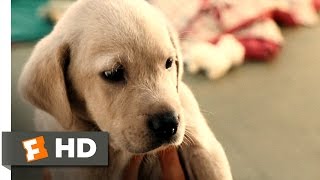 Marley & Me - Clearance Puppy