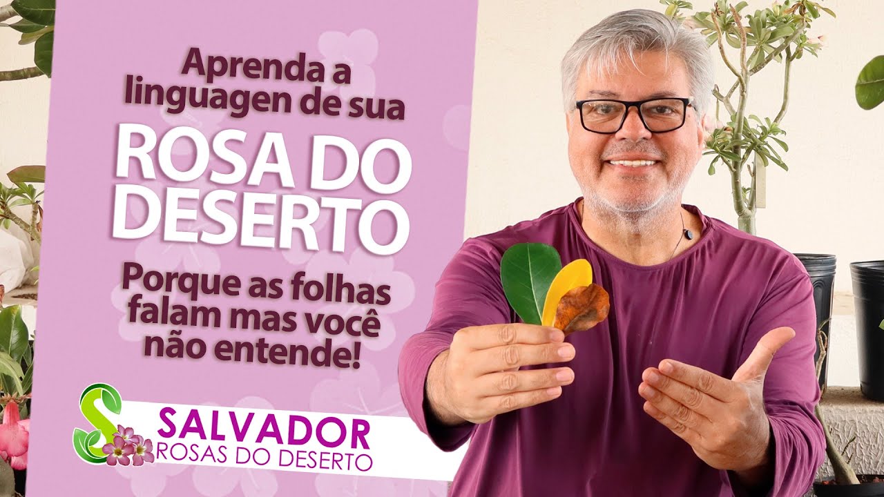 Descubra se esta faltando NITROGÊNIO para sua rosa do deserto de uma forma prática e muito fácil!