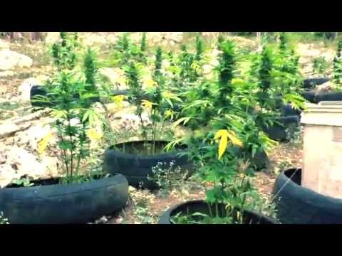 Crocodiles & Ganja Fields - Vlog 2