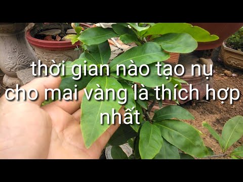 Thời gian nào tạo nụ cho mai vàng thích hợp nhất