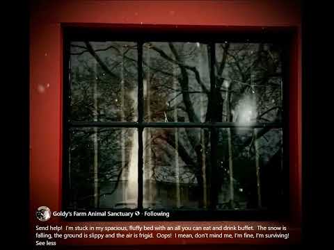 FB Goldy's Farm Animal Sanctuary I’m fine, I’m surviving! 813pm   12142025