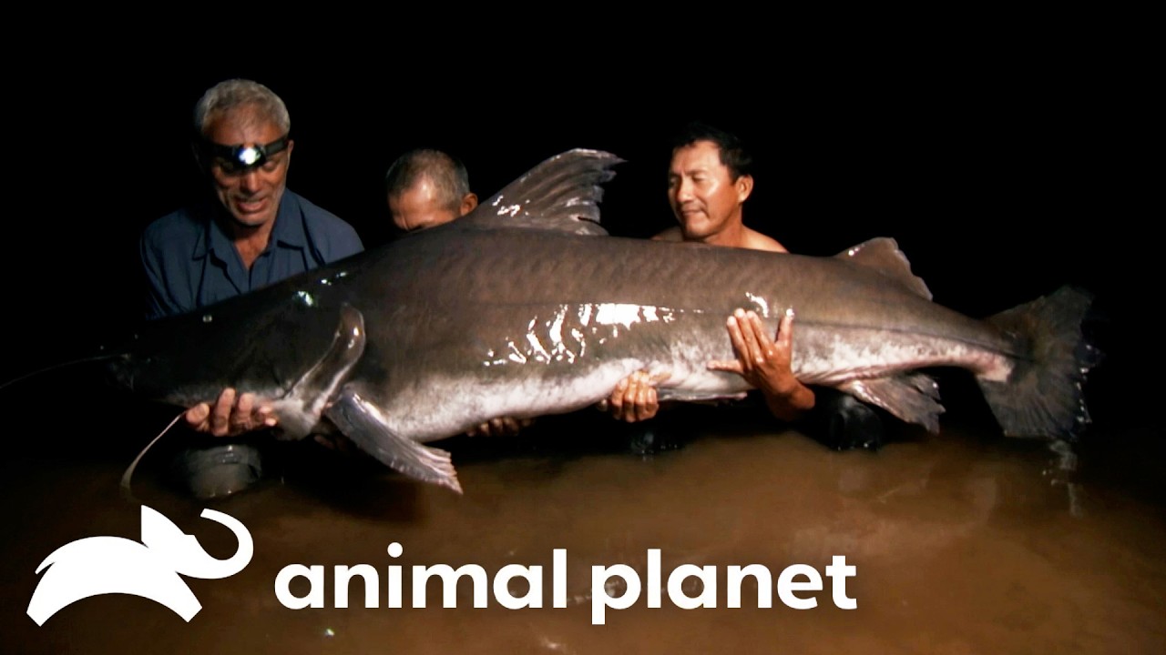 Jeremy Wade Vs. GIGANTIC Man-Eating MONSTER | River Monsters | Animal Planet