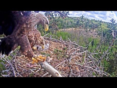 Sveiciens svētkos!   04.05.2019