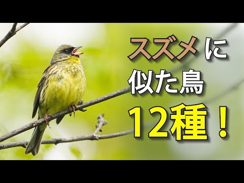 亜種 A. ruficeps eremoeca、テキサス州