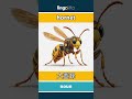 hornet - 大黄蜂 video thumbnail