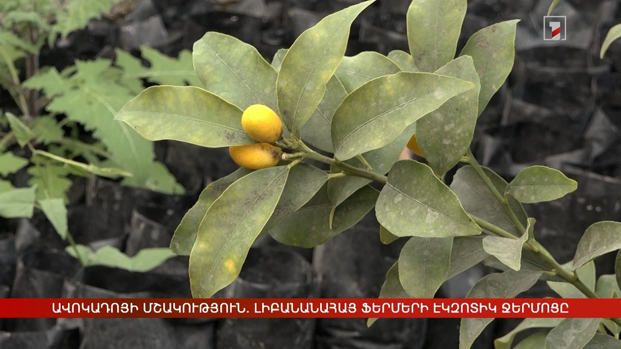 Ավոկադոյի մշակություն. լիբանանահայ ֆերմերի էկզոտիկ ջերմոցը