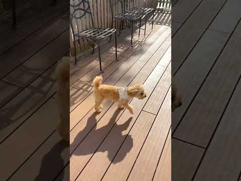 経営学科 ドッグランでブルブルするトイプードル11ヶ月　#toypoodle #poodle #トイプードル