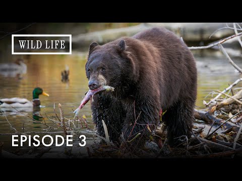 Wild Islands: Where Evolution Runs Free | Destination Wild: Wild Islands | Episode 3