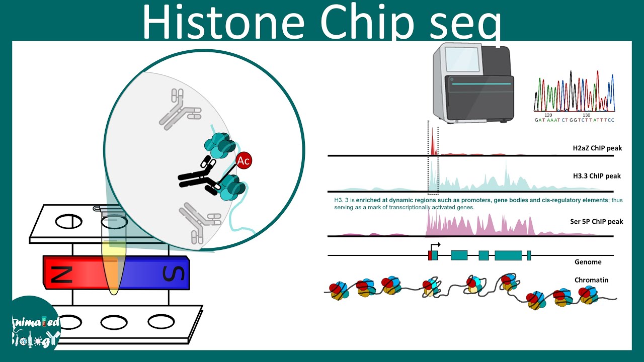 Histone ChiP seq | applications of Histone ChiP seq | Methods in biology