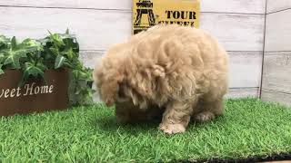 ハーフ犬の動画01