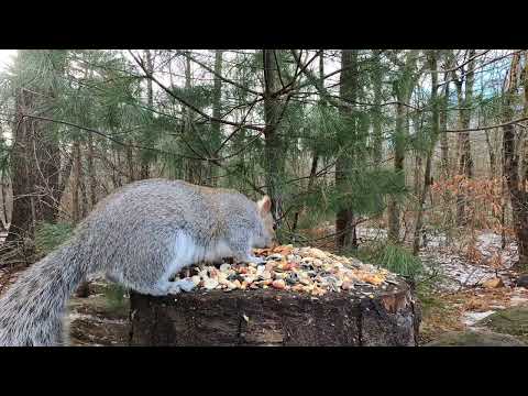 Little Red, Squirrels, Blue Jays and Tufted Titmice