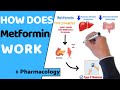 How Does Metformin Work EASY Pharmacology