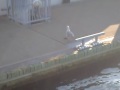 Seagull Eating A Starfish