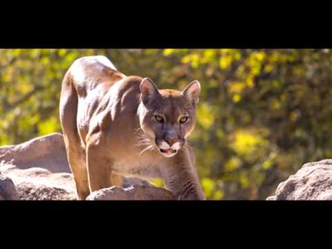 American Puma - the 5th Largest and Strongest Cat in the world.