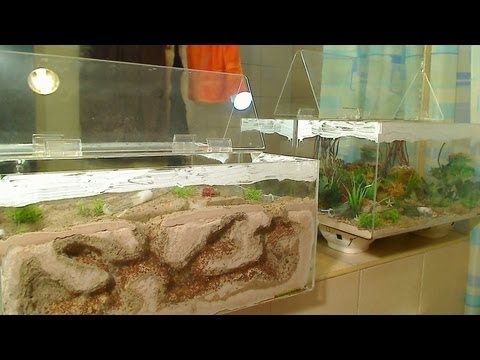 download lagu mp3 mp4 Ant Nest In House, download lagu Ant Nest In House gratis, unduh video klip Ant Nest In House