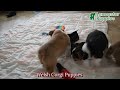Welsh Corgi Pembroke dogs for sale: Magnolia - Video 1