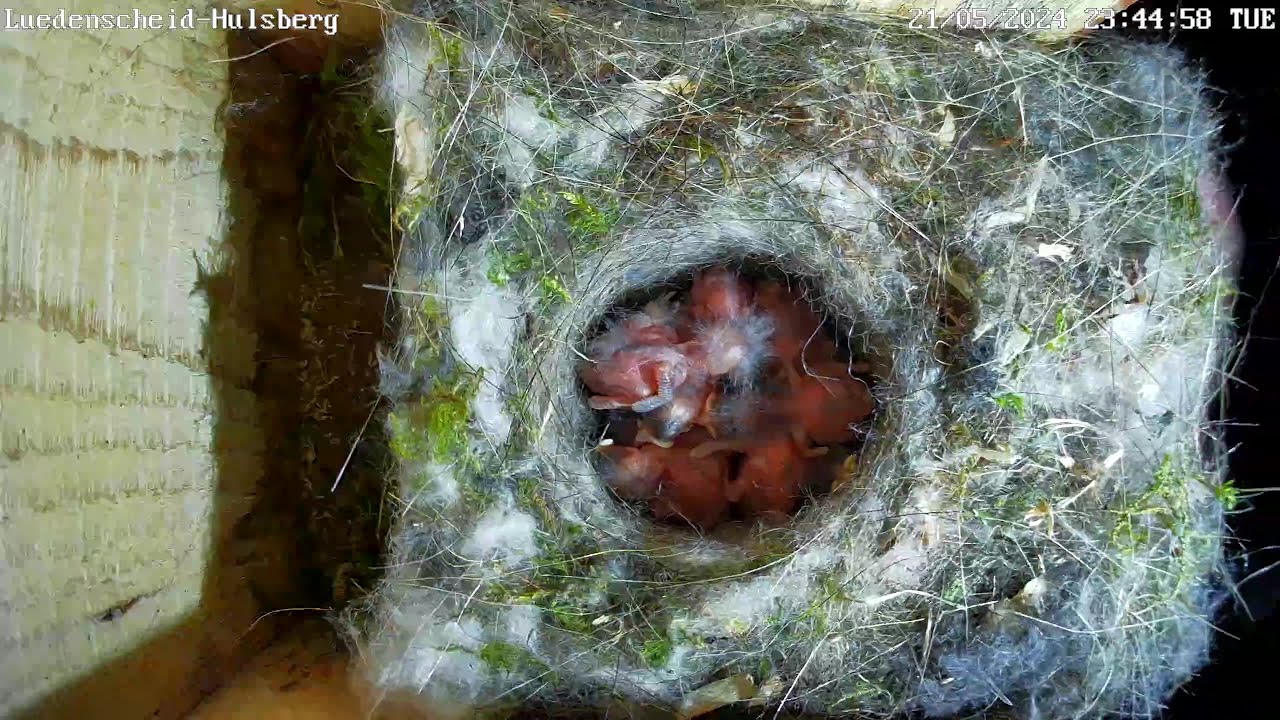 Meisenmutter vermisst & Rettungsaktion der Küken! | 22.05.2024