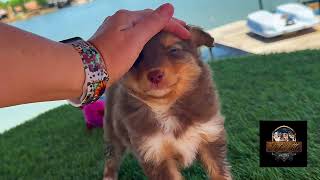 Video preview image #1 Miniature Australian Shepherd Puppy For Sale in GRANBURY, TX, USA