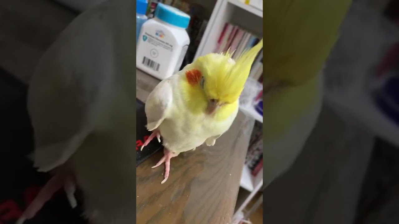 My cockatiel Kame-chan was sleeping with his fingers sticking out of his wings カメちゃんが寝ていたのでこっそり触ってみた