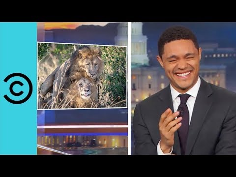 Kenyan Politician Wants To Give Counselling To Two Gay Lions  | The Daily Show