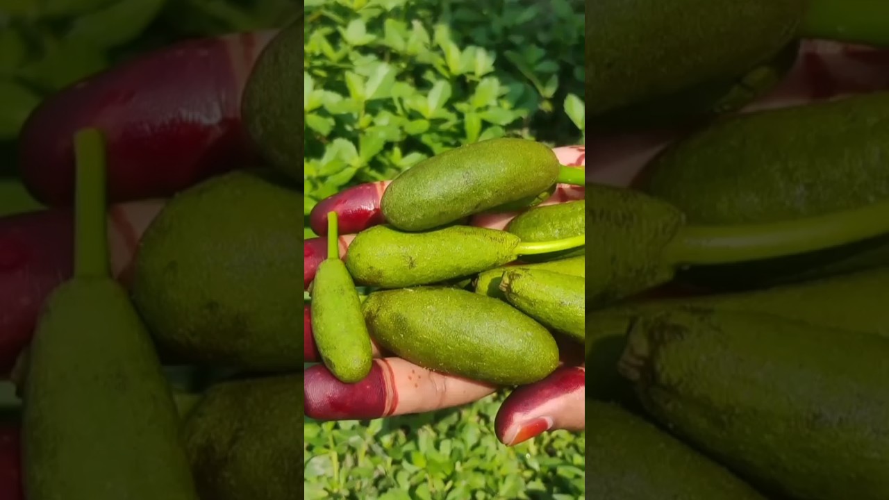 spicy plum & kathal Muchi Makha 😋 🤤#shorts #viral #youtubeshorts #trending #food
