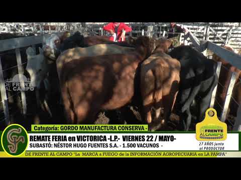 DE FRENTE AL CAMPO junto al SECTOR PRODUCTIVO -REMATE NHF SA - VIERNES 22/MAYO - PARTE 1-