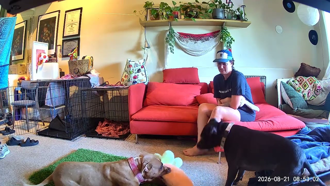 Enlarge Vixon, a Adoptable mixed breed in Whittier, CA video 6/6